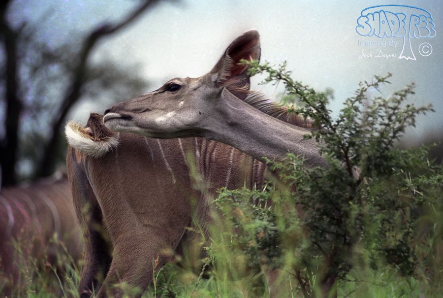 Greater Kudu - Tragelaphus angasii