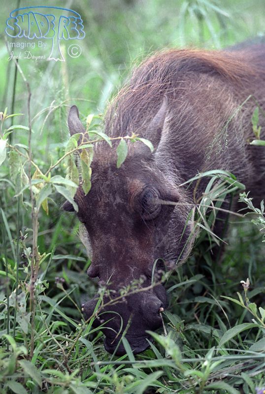 Common Warthog - Phacochoerus africanus