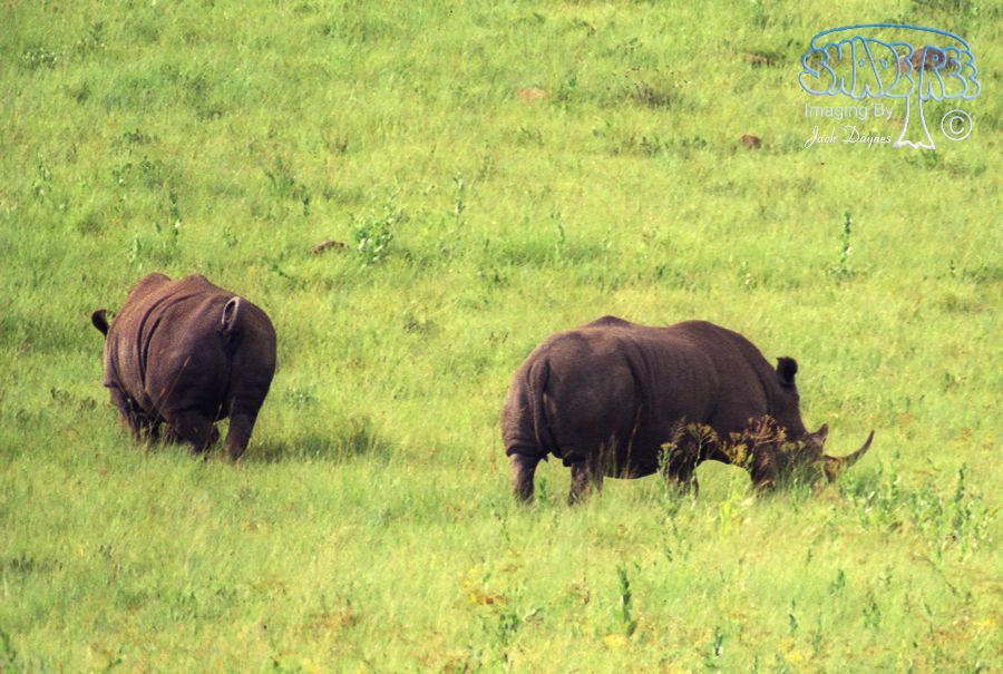 White Rhinoceros - Ceratotherium simum