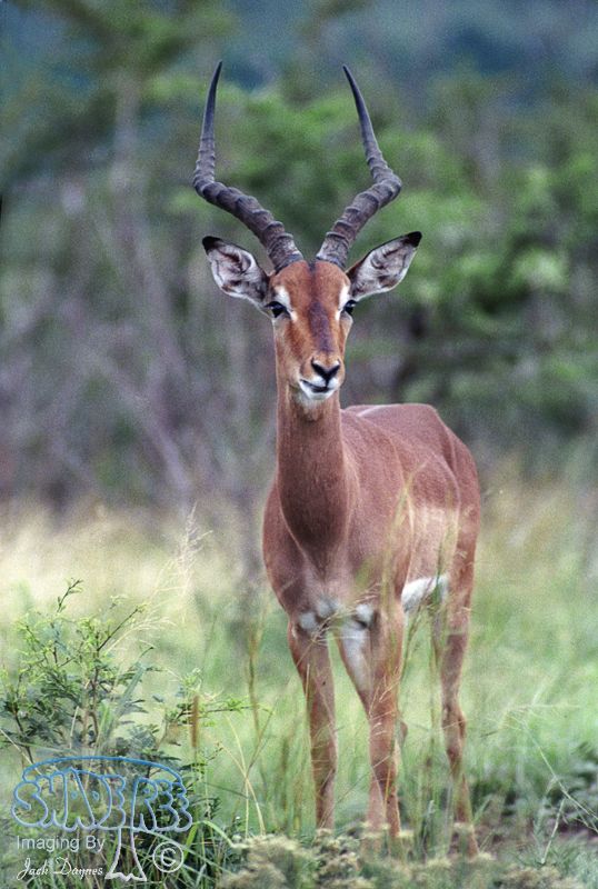 Impala - Aepyceros melampus