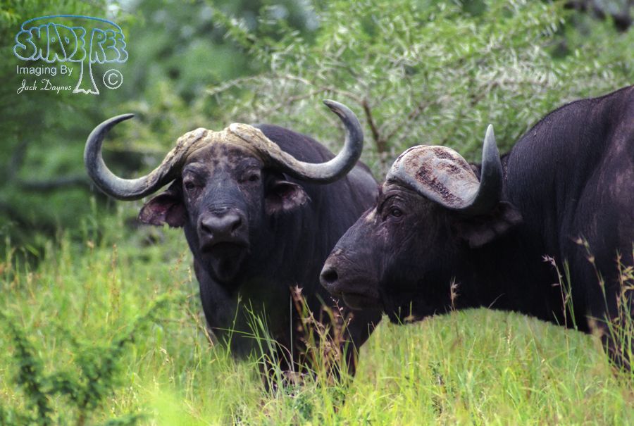 African Cape Buffalo - Syncerus caffer