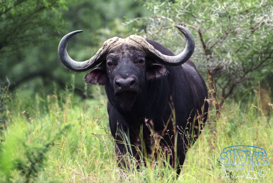 African Cape Buffalo - Syncerus caffer