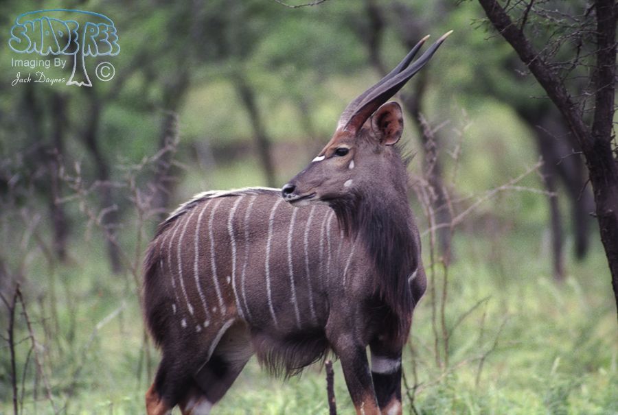 Nyala - Tragelaphus angasii