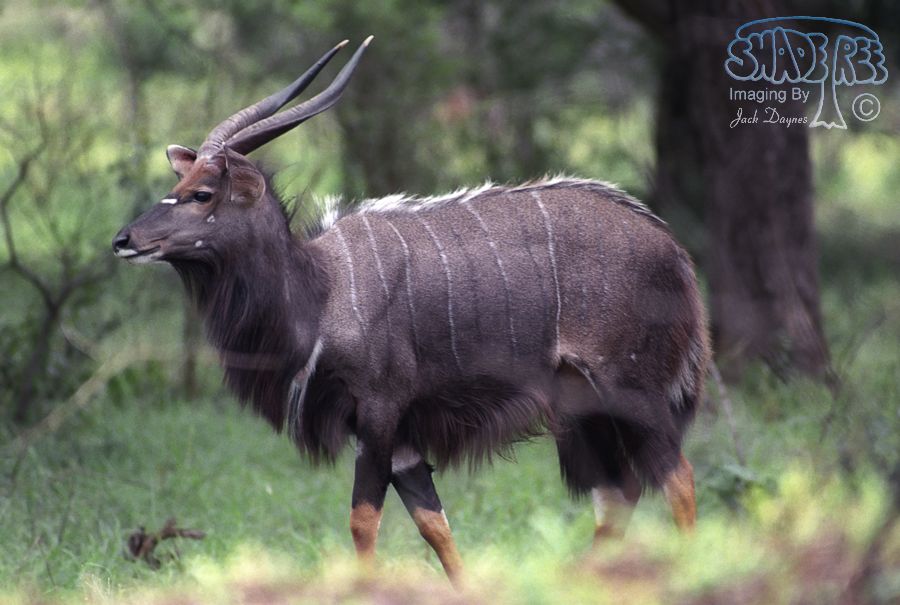Nyala - Tragelaphus angasii