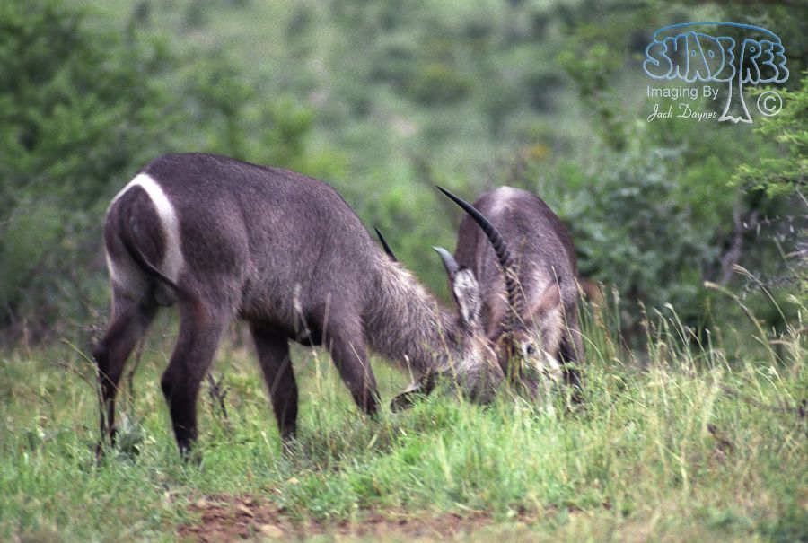 Waterbuck - Kobus ellipsiprymnus