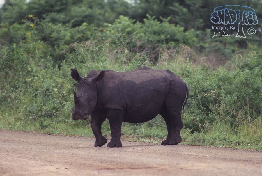 White Rhinoceros - Ceratotherium simum