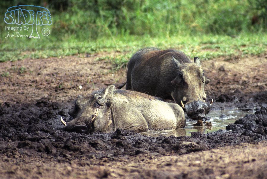 Common Warthog - Phacochoerus africanus