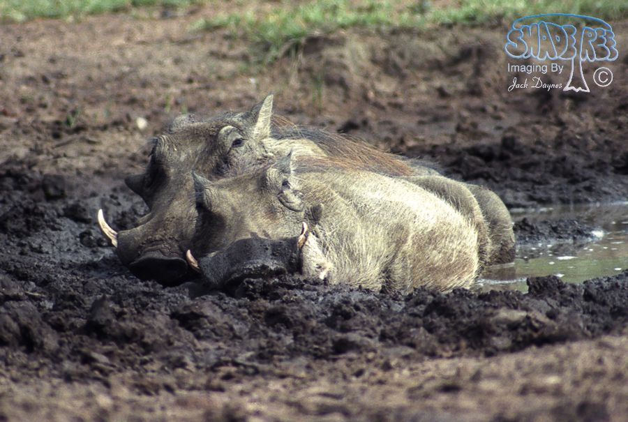 Common Warthog - Phacochoerus africanus