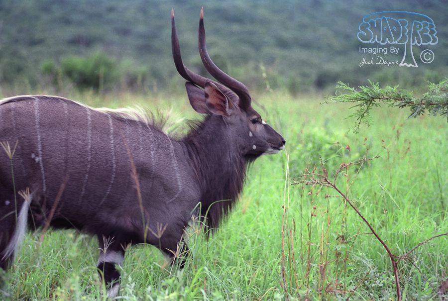 Nyala - Tragelaphus angasii