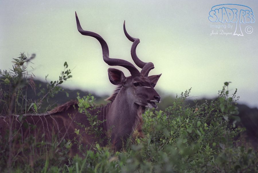 Greater Kudu - Tragelaphus strepsiceros