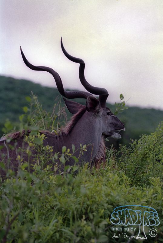 Greater Kudu - Tragelaphus strepsiceros