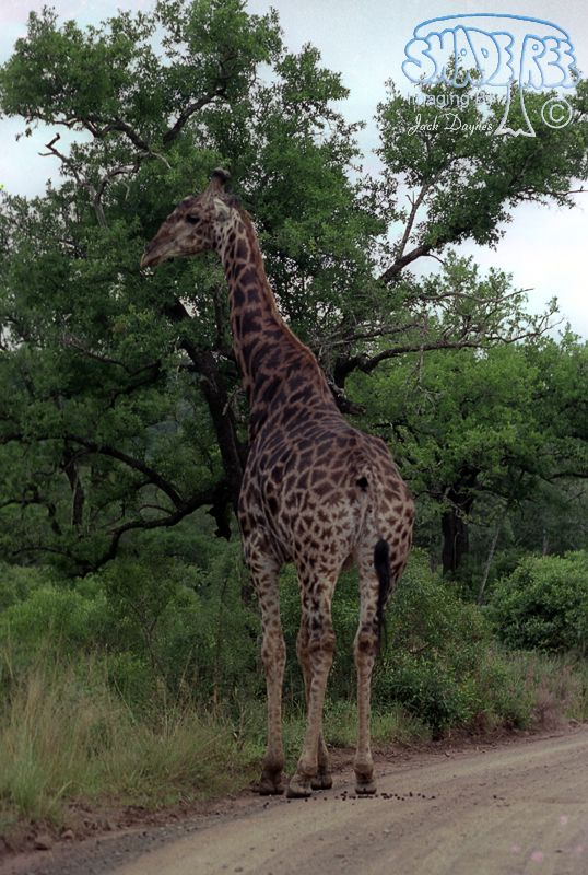 Giraffe - Giraffa camelopardalis