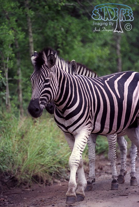 Plains Zebra - Equus quagga