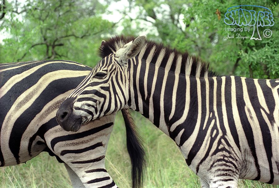 Plains Zebra - Equus quagga