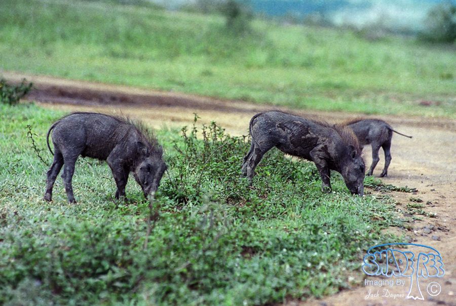 Common Warthog - Phacochoerus africanus