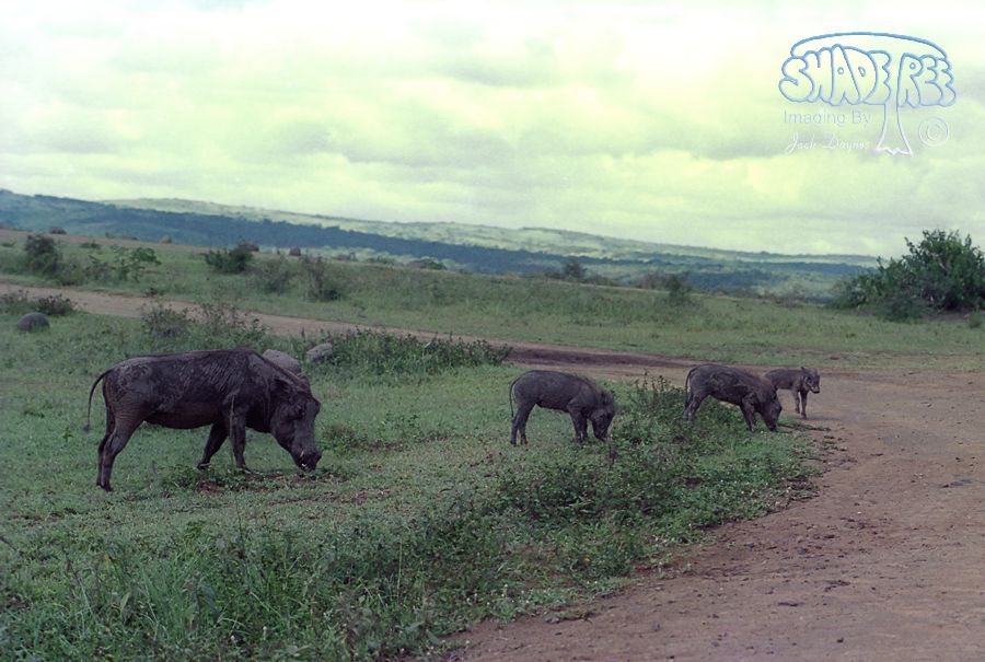 Common Warthog - Phacochoerus africanus
