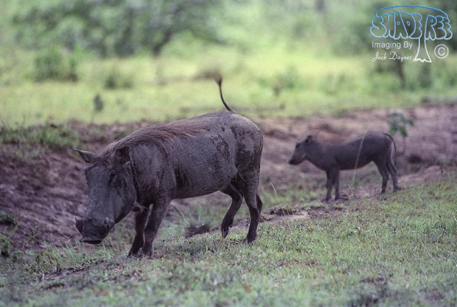 Common Warthog - Phacochoerus africanus