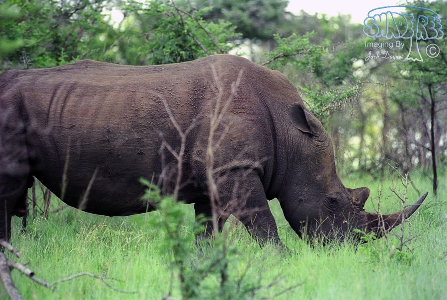 White Rhinoceros - Ceratotherium simum