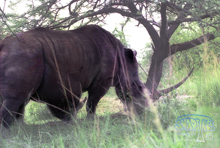 White Rhinoceros - Ceratotherium simum