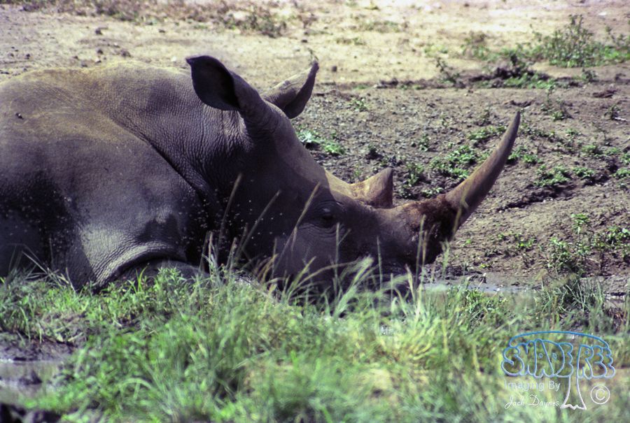 White Rhinoceros - Ceratotherium simum