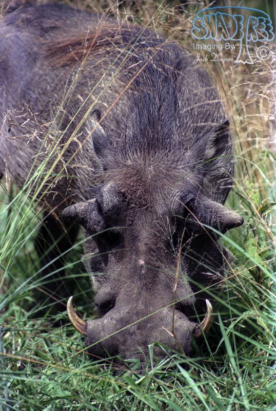 Common Warthog - Phacochoerus africanus