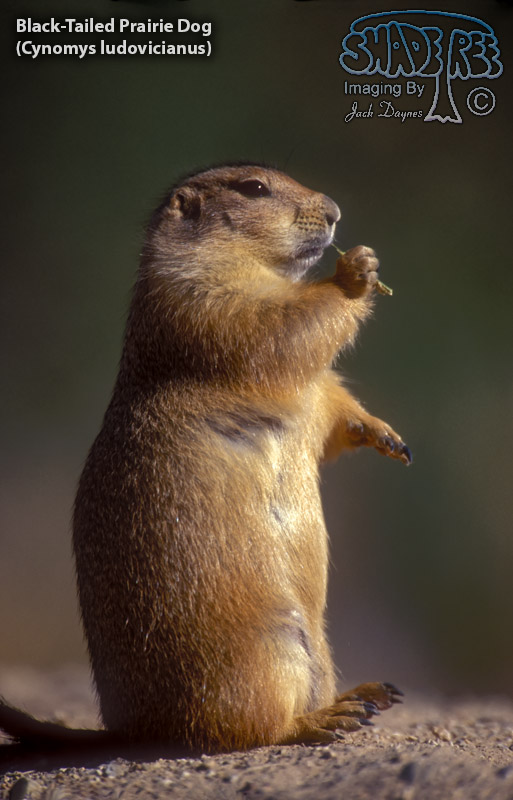 Black-Tailed Prairie Dog - Cynomys ludovicianus