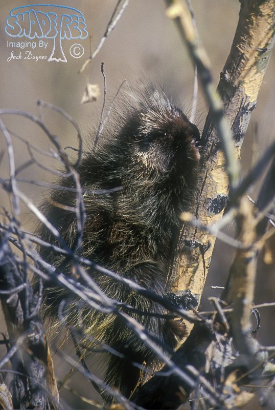 Porcupine - Erethizon dorsatum