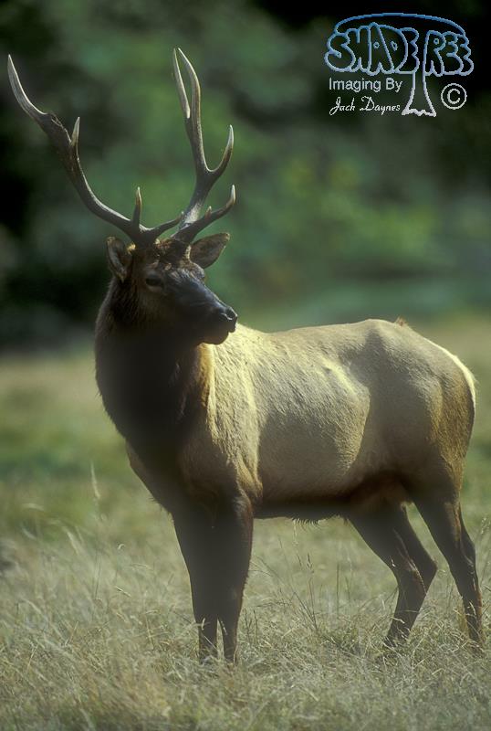 Roosevelt Elk - Cervus canadensis roosevelti