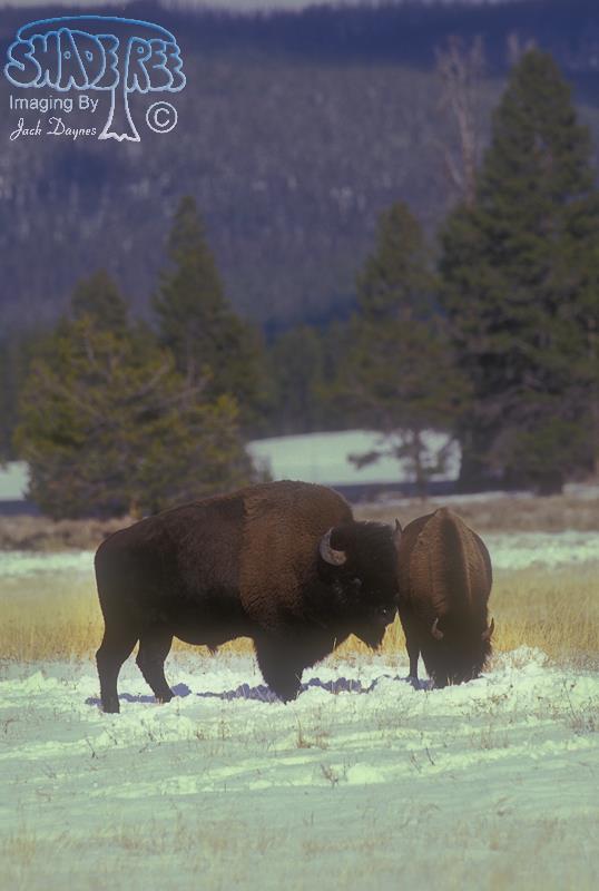 American Bison - Bison bison