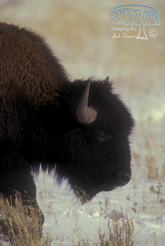 American Bison - Bison bison