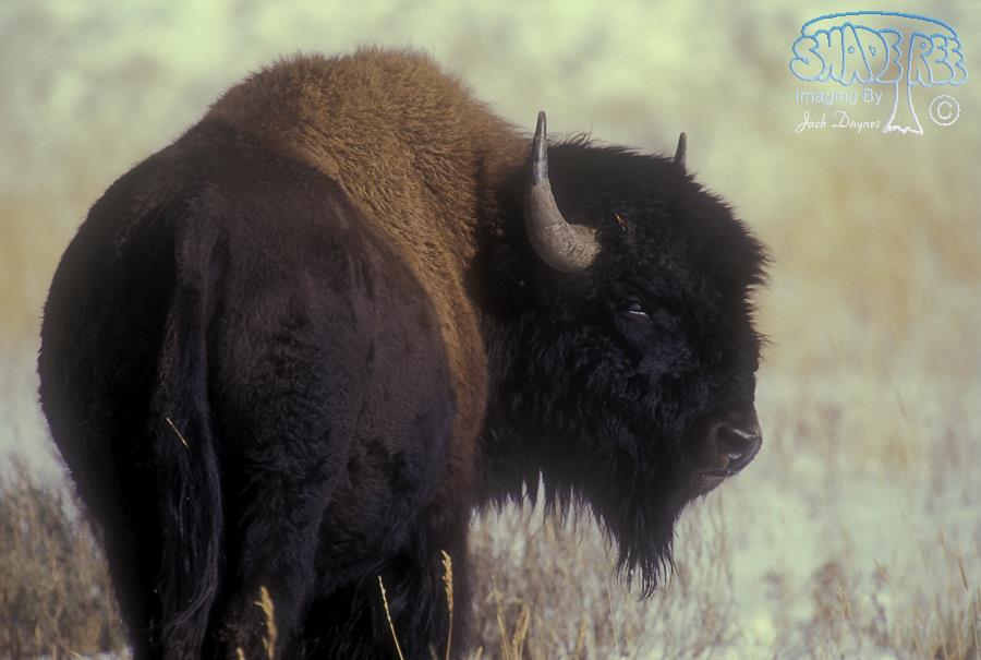 American Bison - Bison bison