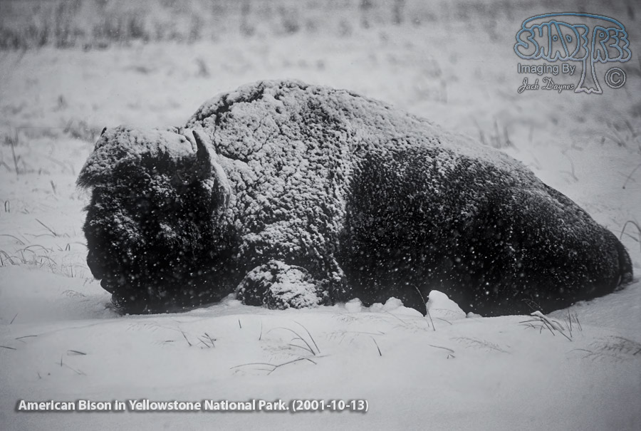 American Bison - Bison bison