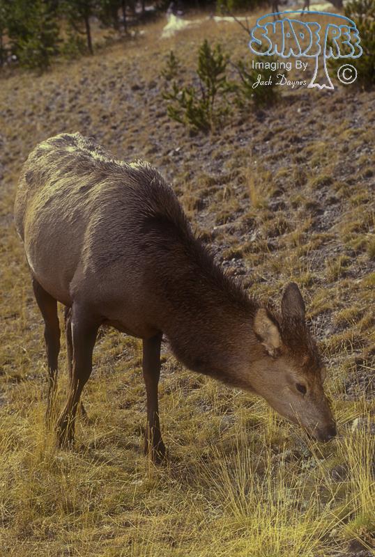 Elk - Cervus canadensis