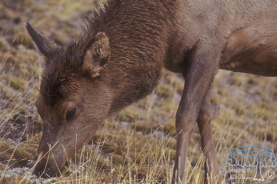 Elk - Cervus canadensis
