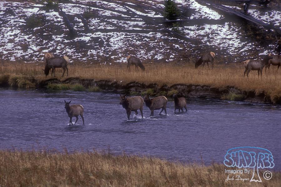 Elk - Cervus canadensis