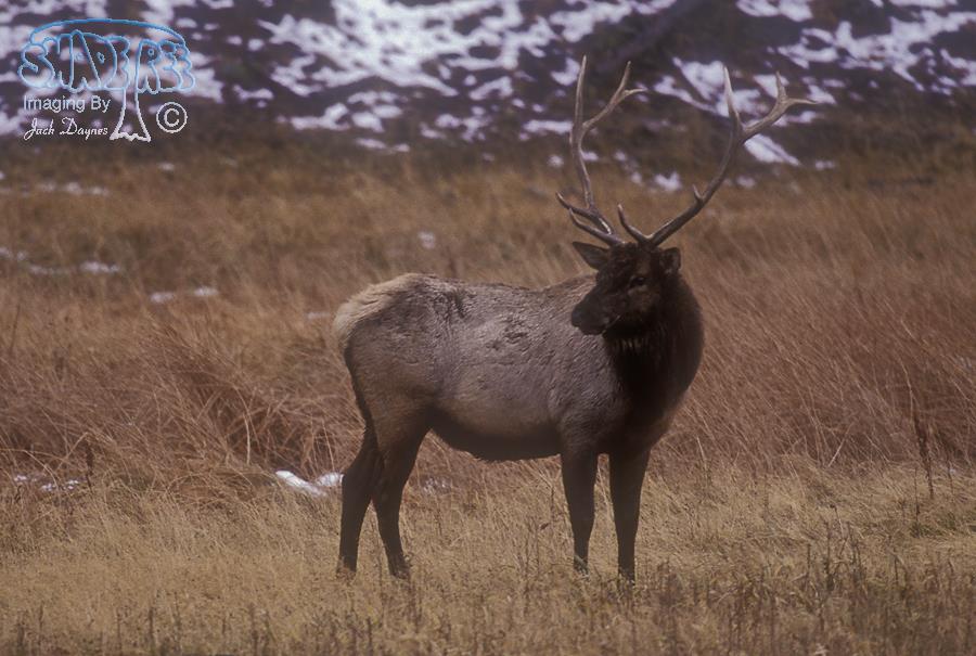 Elk - Cervus canadensis