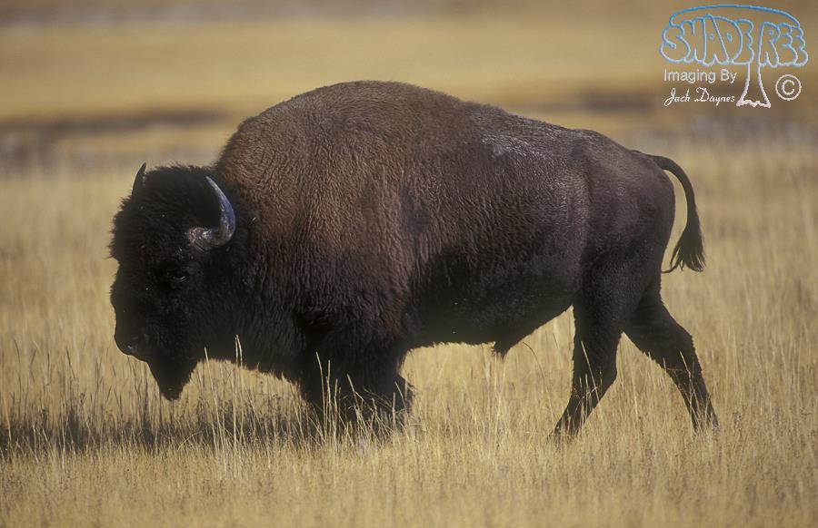 American Bison - Bison bison