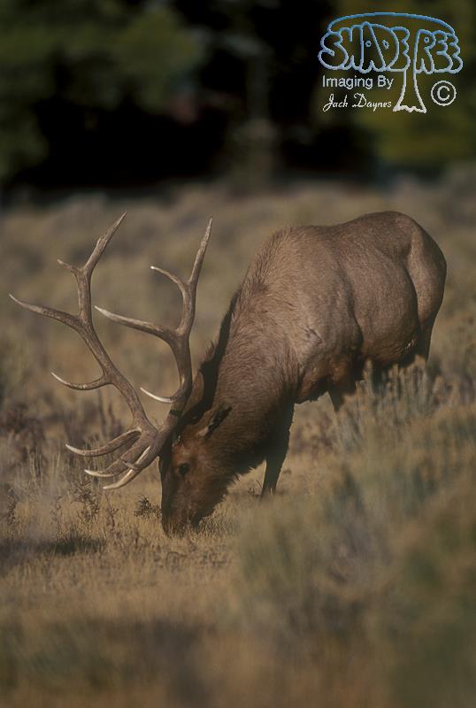 Elk - Cervus canadensis