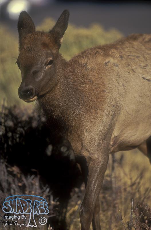 Elk - Cervus canadensis