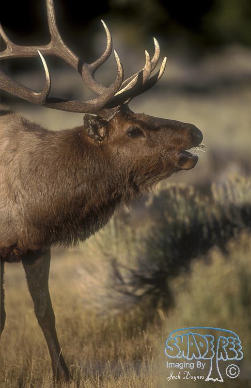 Elk - Cervus canadensis