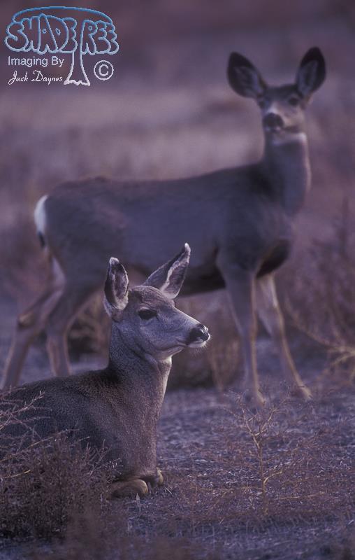 Mule Deer - Odocoileus hemionus