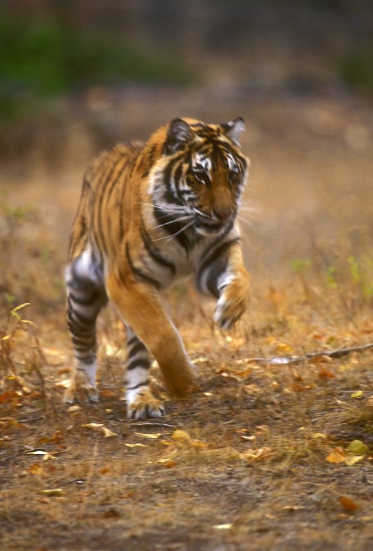 Siberian Tiger - Panthera tigris tigris