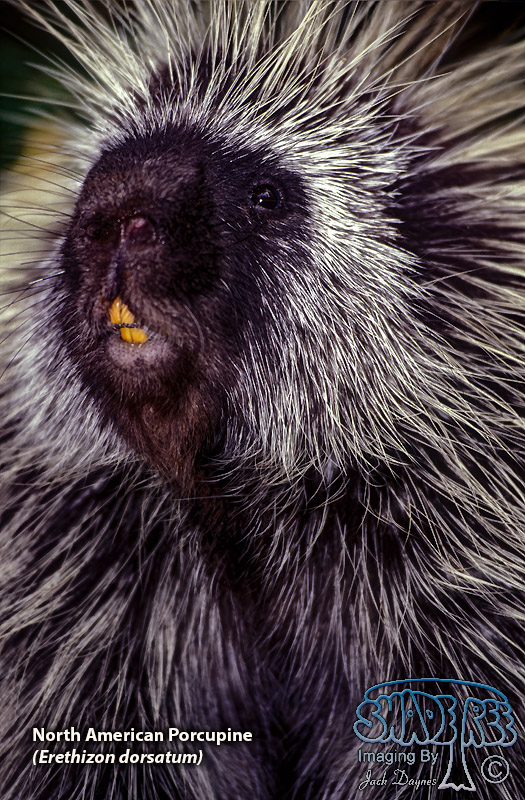 North American Porcupine - Erethizon dorsatum
