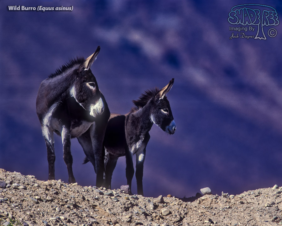 Wild Burro - Equus asinus