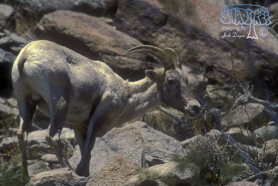 Big Horn Sheep - Ovis canadensis