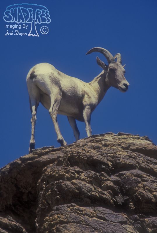 Big Horn Sheep - Ovis canadensis