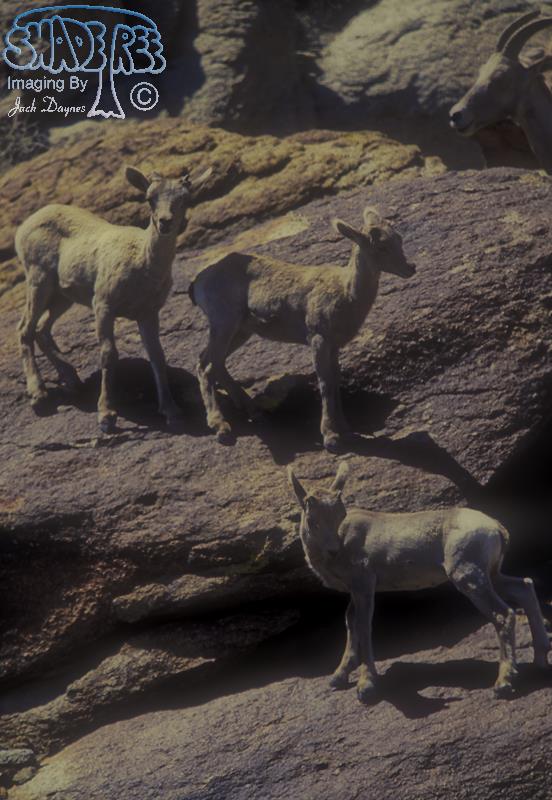 Big Horn Sheep - Ovis canadensis