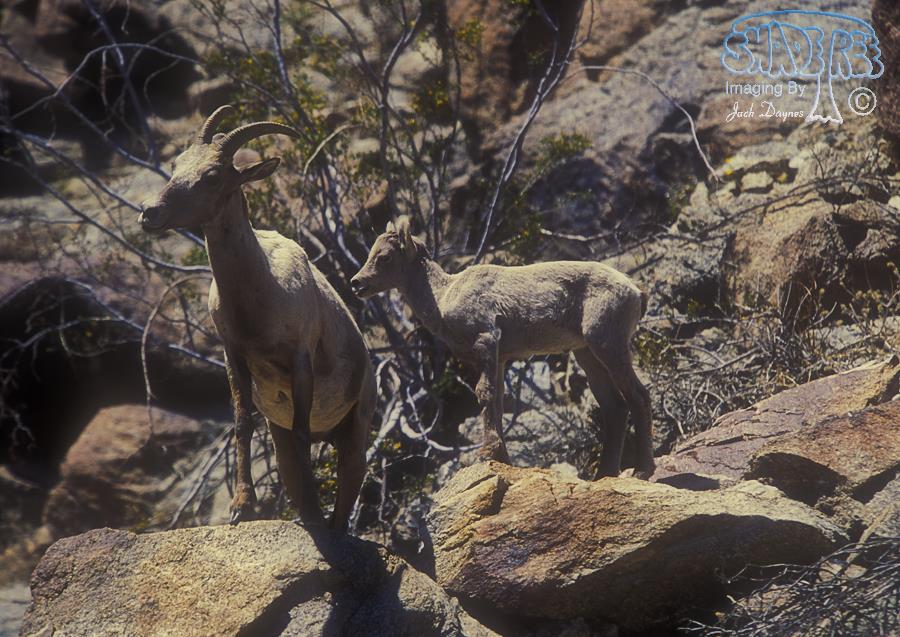 Big Horn Sheep - Ovis canadensis