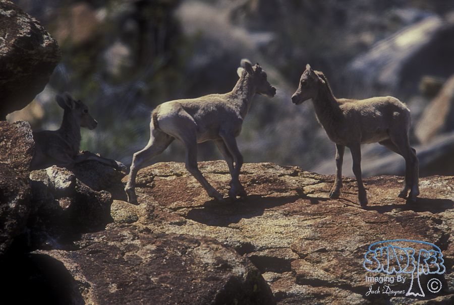 Big Horn Sheep - Ovis canadensis