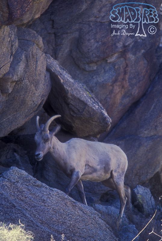 Big Horn Sheep - Ovis canadensis